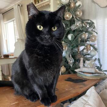 Rescue Domestic Medium Hair Cats for Adoption in Redlands, California - Papi | PetCurious