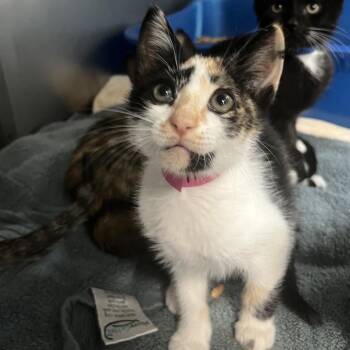 Domestic Short Hair Cats Available for Adoption in Lakeland, Florida - Ms. Ma