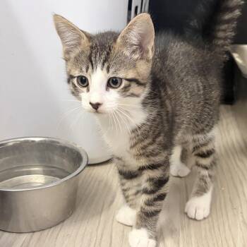 Domestic Short Hair Cats Available for Adoption in Chandler, Arizona - Dill | PetCurious