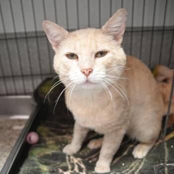 Dr. Tom -  Domestic Short Hair Cat for Adoption in East Amwell Township, New Jersey - Dr. Tom | PetCurious