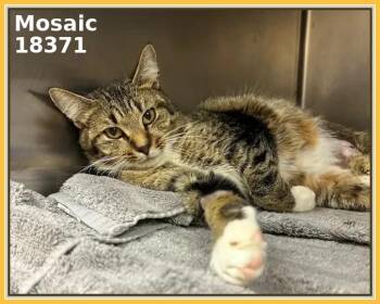 Domestic Short Hair and Tabby Cats Available for Adoption in Marietta, Georgia - MOSAIC | PetCurious