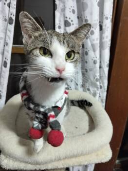 Domestic Short Hair Cats Available for Adoption - Pippi | PetCurious
