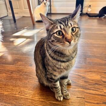 Rescue Domestic Short Hair Cats for Adoption in Los Angeles, California - Valentino | PetCurious