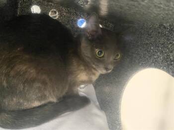 PINKY -  Domestic Short Hair Cat for Adoption in Dallas, Texas - PINKY | PetCurious
