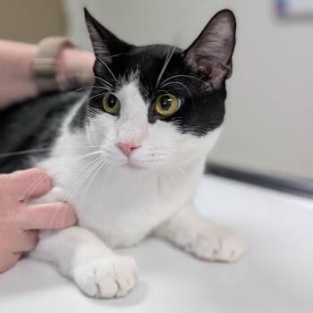 Domino -  Domestic Short Hair Cat for Adoption in Canton, Illinois - Domino | PetCurious