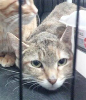 A480511 -  Domestic Short Hair Cat for Adoption in Oklahoma City, Oklahoma - A480511 | PetCurious