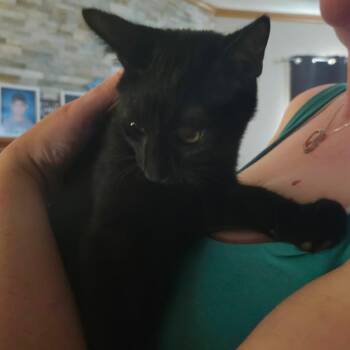 Casper -  Domestic Short Hair Cat for Adoption in Traverse City, Michigan - Casper | PetCurious
