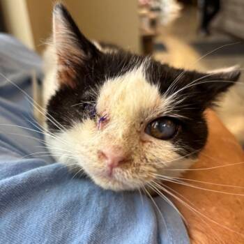Mel 1854RJ07 - -  Domestic Short Hair Cat for Adoption in Columbia, Missouri - Mel 1854RJ07 - | PetCurious
