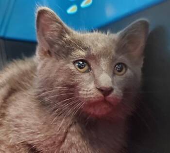 Cannoli -  Domestic Short Hair Cat for Adoption in Kansas City, Missouri - Cannoli | PetCurious