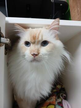 Domestic Long Hair Cats Available for Adoption in Fort Worth, Texas - Zuko | PetCurious