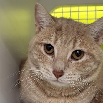 Domestic Short Hair Cats Available for Adoption - Avi | PetCurious