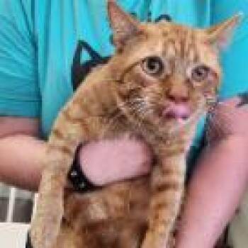 Criminal -  Domestic Short Hair Cat for Adoption in Nashville, Tennessee - Criminal | PetCurious