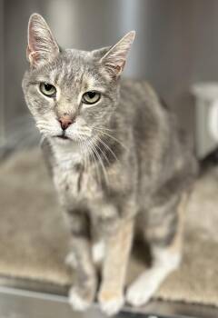 Rescue Domestic Short Hair Cats for Adoption in Fullerton, Pennsylvania - Misty | PetCurious