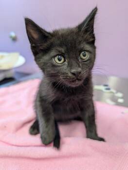 Mr Beans -  Domestic Short Hair Cat for Adoption in Eugene, Oregon - Mr Beans | PetCurious