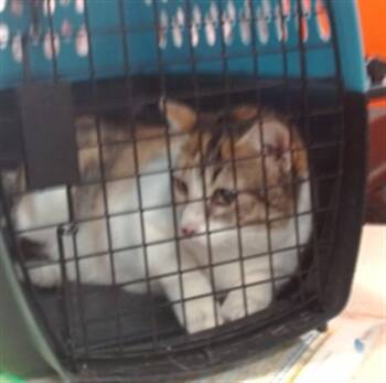 Domestic Short Hair Cats Available for Adoption - YAYA DACOSTA | PetCurious