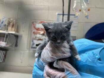 Rescue Domestic Short Hair Cats for Adoption in Raleigh, North Carolina - AGNES | PetCurious