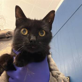 Domestic Short Hair Cats Available for Adoption in Summerlee, West Virginia - Zsa-Zsa | PetCurious