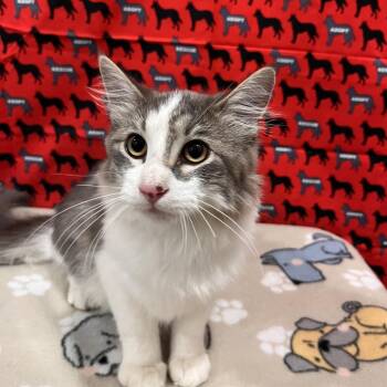 Manny -  Domestic Medium Hair Cat for Adoption in Washburn, Missouri - Manny | PetCurious