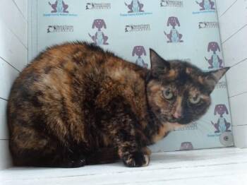 MANCHA -  Domestic Short Hair Cat for Adoption in Orlando, Florida - MANCHA | PetCurious