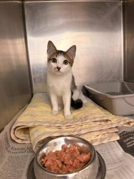 Dr Pepper -  Domestic Short Hair Cat for Adoption in Richland Hills, Texas - Dr Pepper | PetCurious