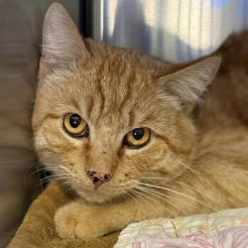 Rescue Domestic Short Hair Cats for Adoption in Tucson, Arizona - Yegger | PetCurious