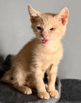 Carson -  Domestic Short Hair Cat for Adoption in Chamblee, Georgia - Carson | PetCurious