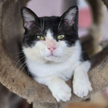 Cactus Jack -  Manx and Tuxedo Cat for Adoption in Knoxville, Tennessee - Cactus Jack | PetCurious