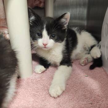 Fred -  Domestic Short Hair Cat for Adoption in Fort Wayne, Indiana - Fred | PetCurious