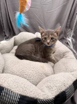 BAGEL -  Domestic Short Hair Cat for Adoption in Grovetown, Georgia - BAGEL | PetCurious