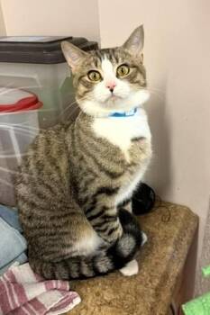 Jinx -  Domestic Short Hair Cat for Adoption in Medina, Ohio - Jinx | PetCurious