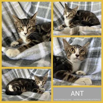 Ant -  Domestic Short Hair Cat for Adoption in Corpus Christi, Texas - Ant | PetCurious