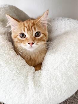 Dunkin - adorable little floofy sweetheart -  Domestic Long Hair Cat for Adoption in Neenah, Wisconsin - Dunkin - Adorable Little Floofy Sweetheart | PetCurious