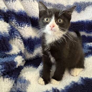 Percy -  Domestic Short Hair and Tuxedo Cat Available for Adoption in Mastic, New York - Percy | PetCurious