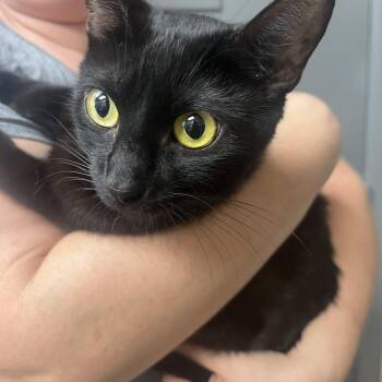 Brina -  Domestic Short Hair Cat for Adoption in Parkland, Florida - Brina | PetCurious