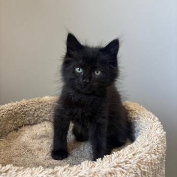 Caboose (green collar) -  Domestic Medium Hair Cat for Adoption in Puslinch, Ontario - Caboose (green Collar) | PetCurious