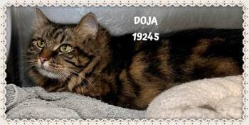 Domestic Medium Hair Cats Available for Adoption in Marietta, Georgia - DOJA | PetCurious