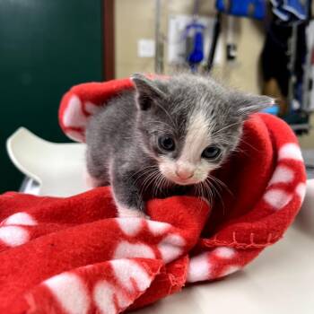 Domestic Short Hair Cats Available for Adoption in Pauls Valley, Oklahoma - Athena | PetCurious