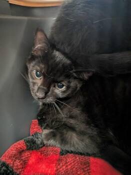 Boyd -  Domestic Short Hair Cat for Adoption in Cincinnati, Ohio - Boyd | PetCurious