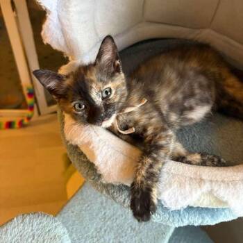 Domestic Short Hair Cats Available for Adoption in Sunrise, Florida - Ren | PetCurious