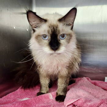 Rescue Siamese Cats for Adoption in Oakland, California - Bambi | PetCurious