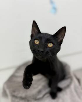 Ben -  Domestic Short Hair Cat for Adoption in Sonora, California - Ben | PetCurious