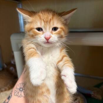 Domestic Short Hair Cats Available for Adoption in Chesapeake, Virginia - Eddie | PetCurious