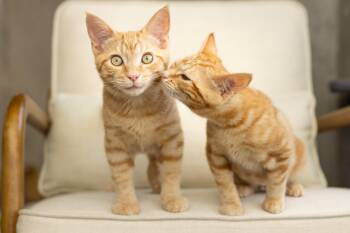 Fontina and Gruyere -  Domestic Short Hair Cat for Adoption in Seattle, Washington - Fontina And Gruyere | PetCurious