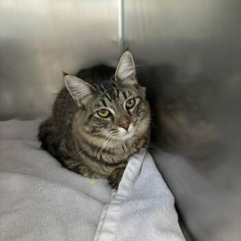 Domestic Long Hair Cats Available for Adoption in Council Bluffs, Iowa - Maple | PetCurious