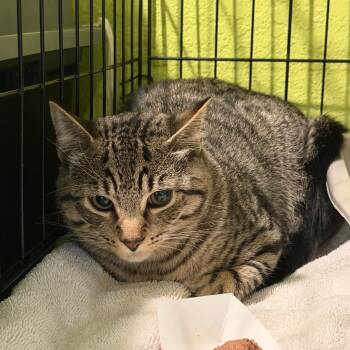 Buford -  Domestic Short Hair Cat for Adoption in Port Charlotte, Florida - Buford | PetCurious