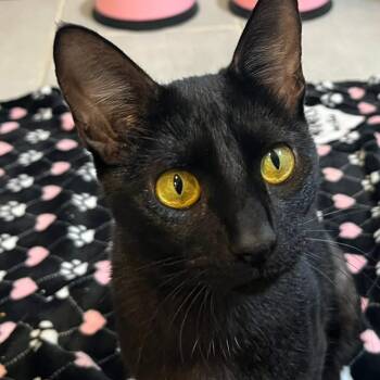 Rescue Domestic Short Hair Cats for Adoption in Wichita, Kansas - Raven | PetCurious