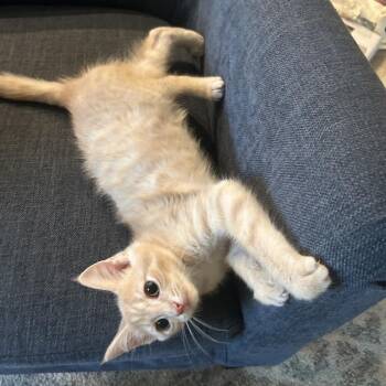 Aerial -  Domestic Short Hair Cat for Adoption in Gibsonia, Pennsylvania - Aerial | PetCurious