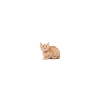 Kate -  Domestic Short Hair Cat for Adoption in Los Angeles, California - Kate | PetCurious