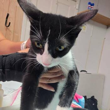 Tucker -  Domestic Short Hair Cat for Adoption in Leander, Texas - Tucker | PetCurious