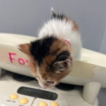 Domestic Short Hair Cats Available for Adoption in Columbus, Georgia - Shay | PetCurious